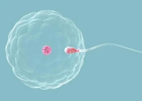 精子可以等卵子吗？女人怀孕是精子等卵子还是卵子等精子？